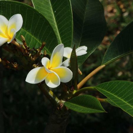 Gite Des Acacias Union Vale Bagian luar foto