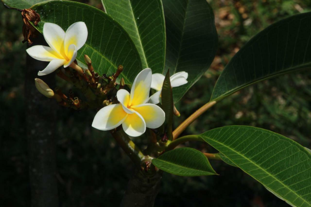 Gite Des Acacias Union Vale Bagian luar foto